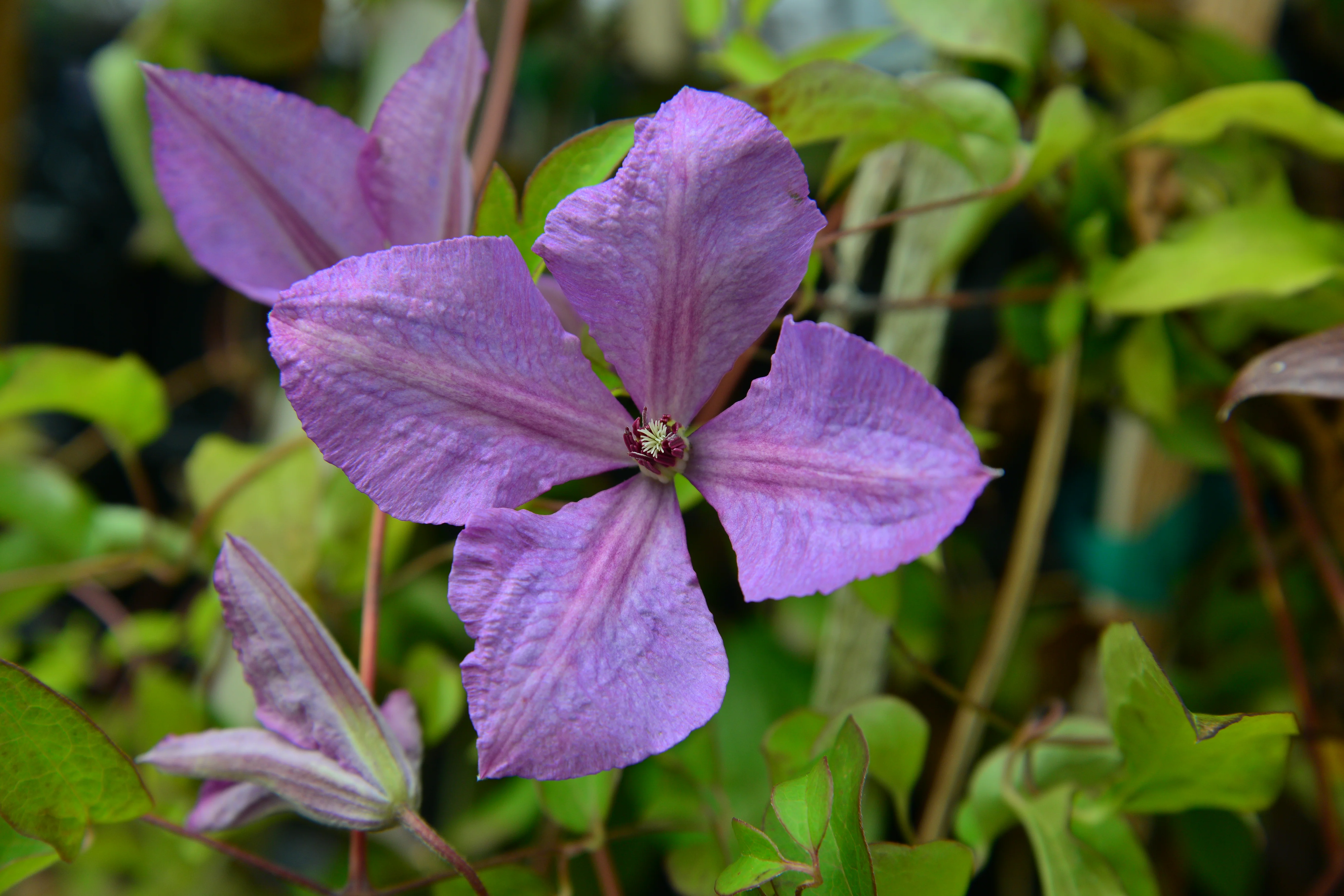 Clematis Margaret Hunt - Image 5