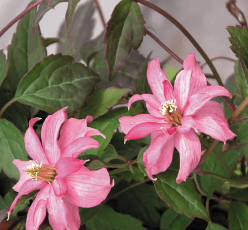 Clematis Montana Broughton Star - Image 2