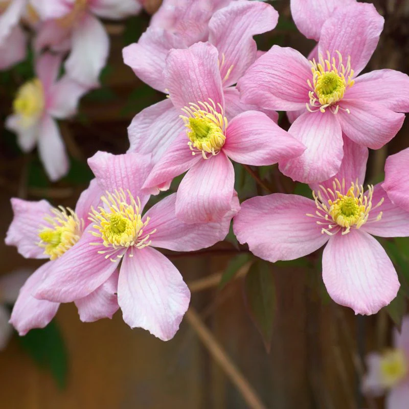Clematis Montana Elizabeth - Image 2