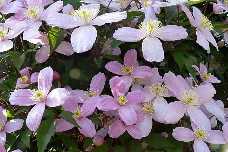 Clematis Montana Elizabeth - Image 3