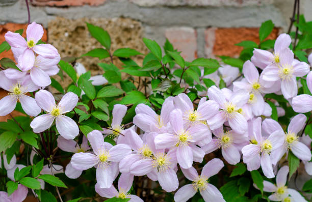 Clematis Montana Elizabeth - Image 4