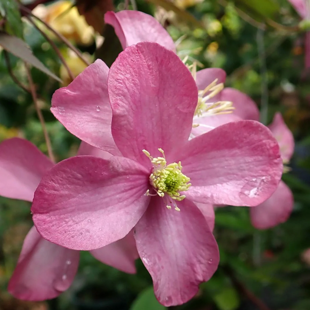 Clematis Montana Freda