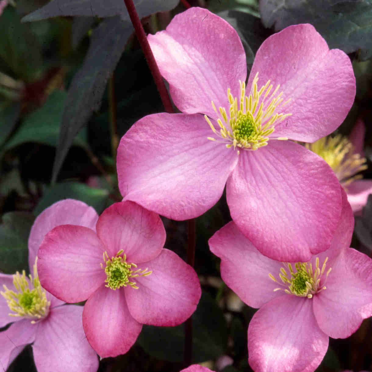 Clematis Montana Freda - Image 2