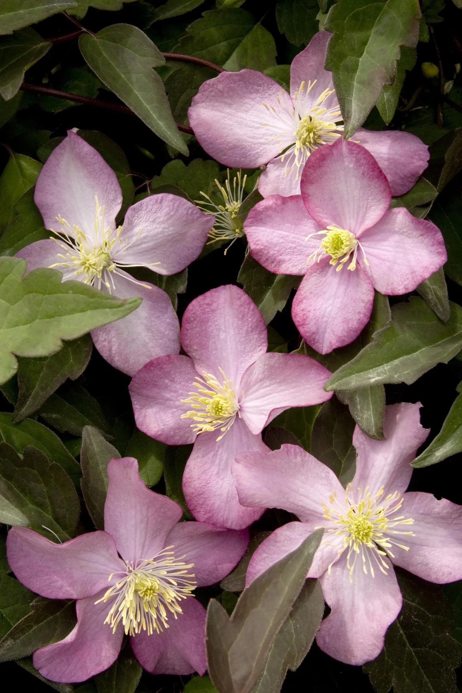 Clematis Montana Freda - Image 3