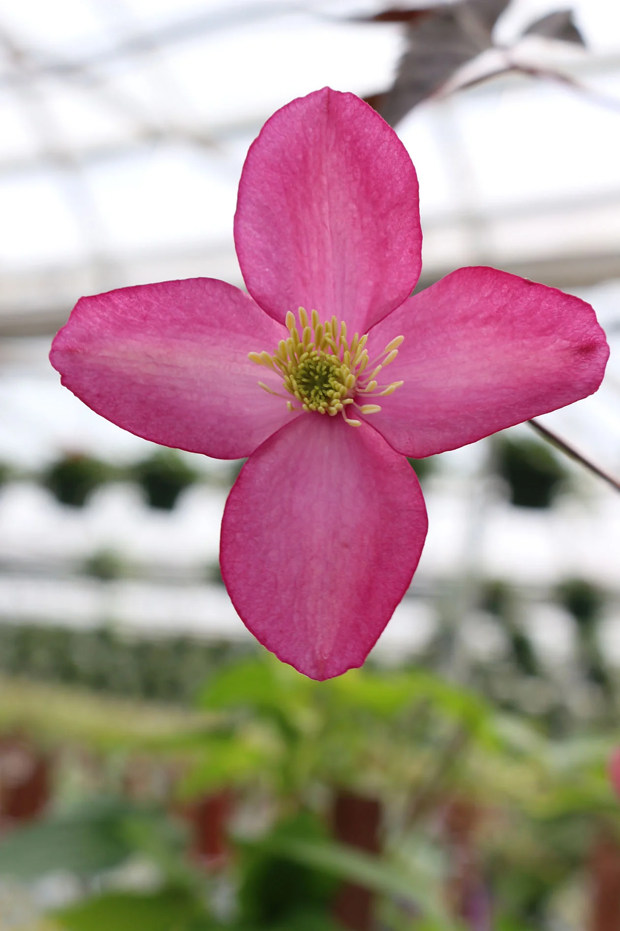 Clematis Montana Freda - Image 4