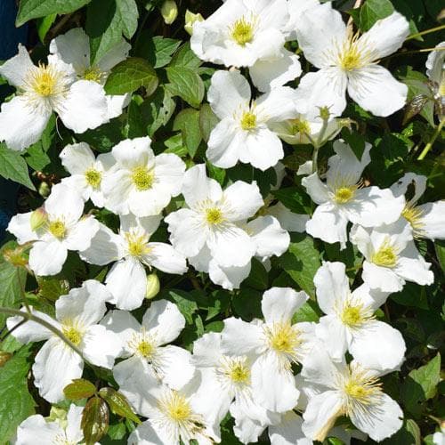 Clematis Montana Grandiflora - Image 2