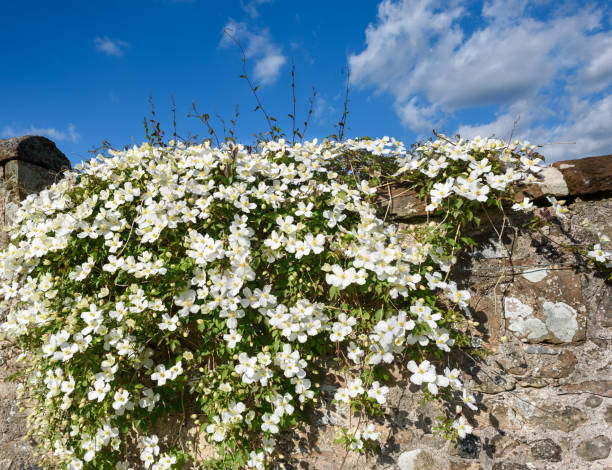 Clematis Montana Grandiflora - Image 3