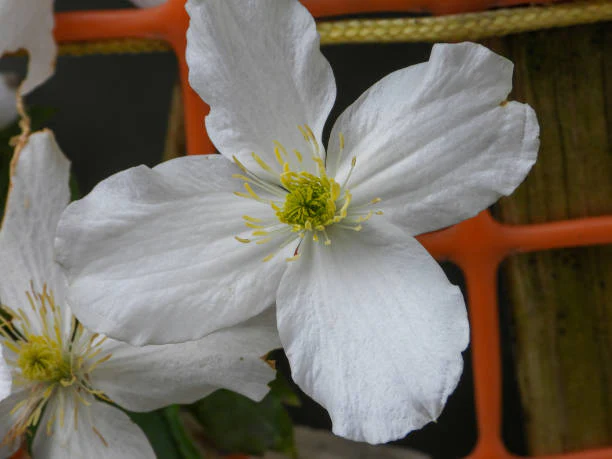 Clematis Montana Grandiflora - Image 4