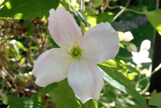 Clematis Montana Rubens - Image 3