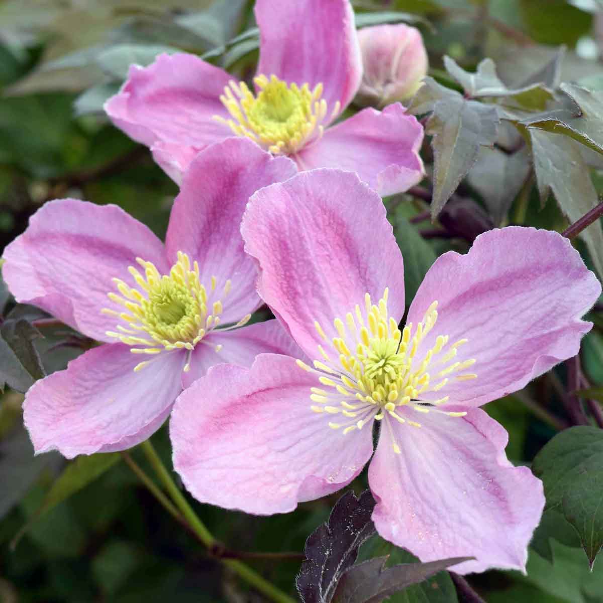 Clematis Montana Tetrarose - Image 2
