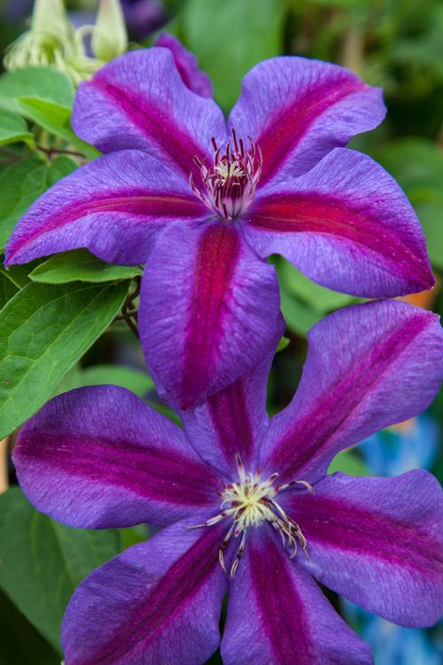 Clematis Mrs N Thompson - Image 2