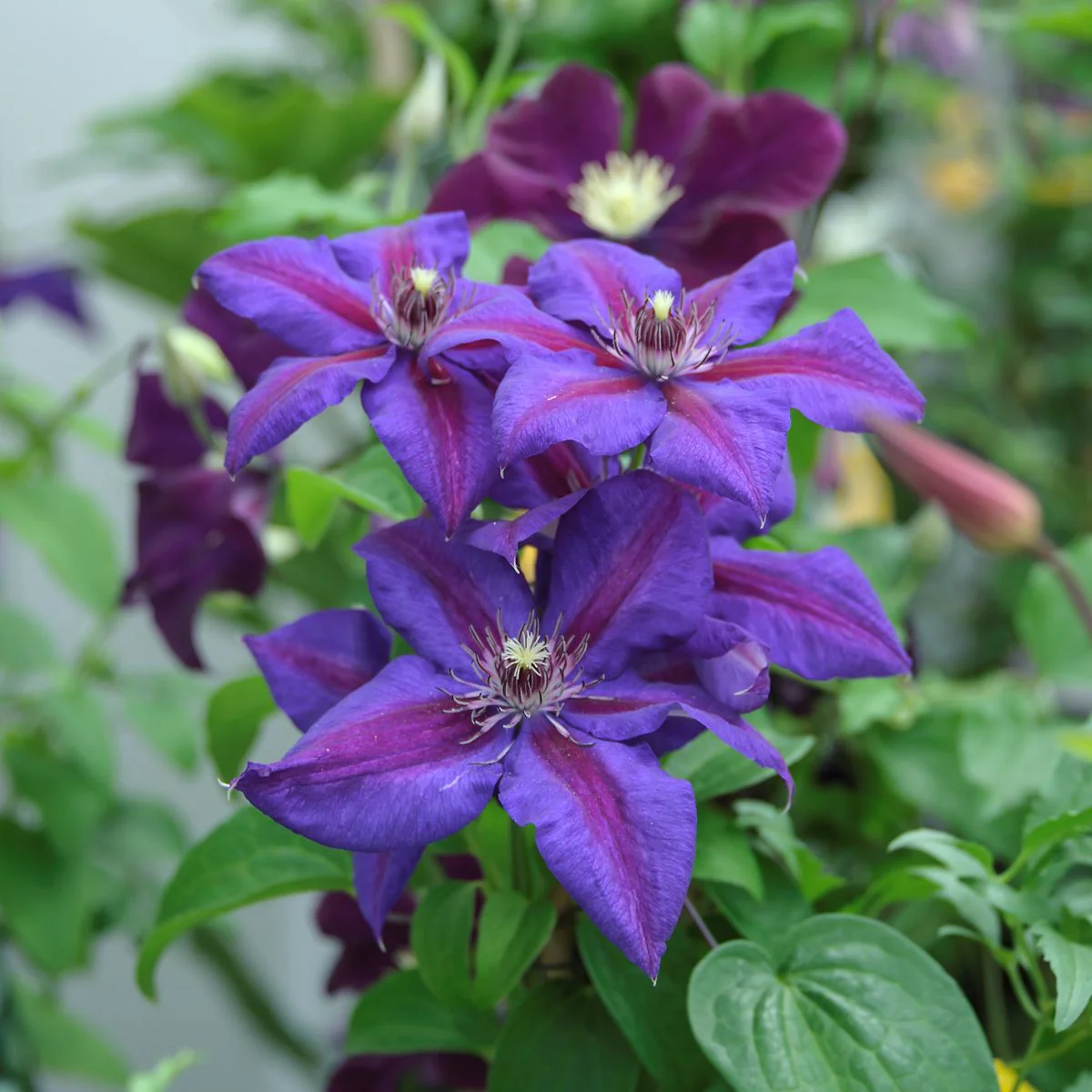 Clematis Mrs N Thompson - Image 4