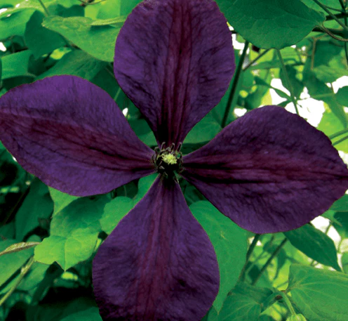 Clematis Viticella Negritjanka - Image 2