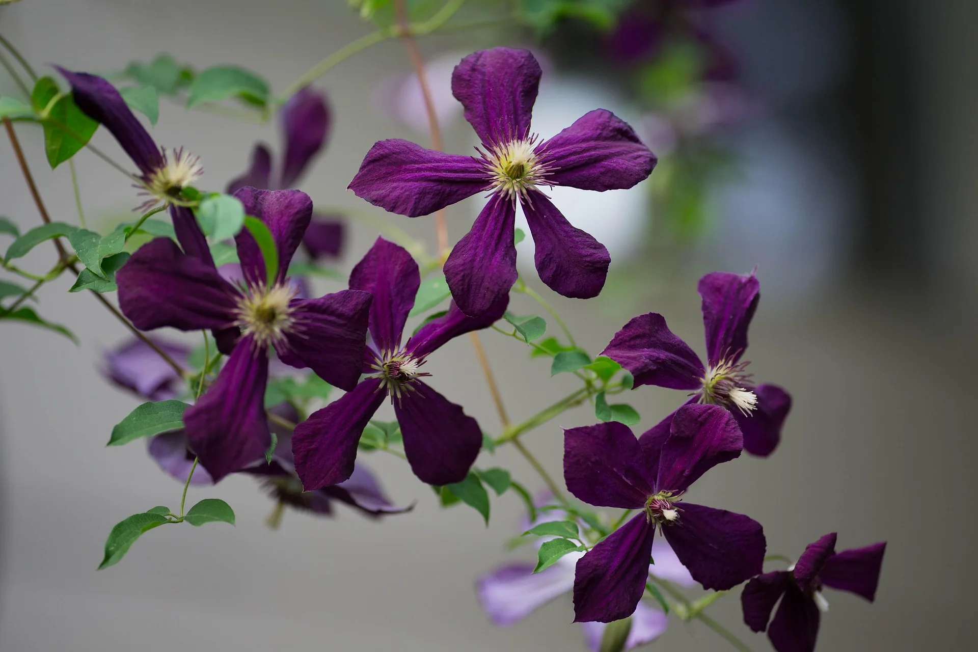 Clematis Viticella Negritjanka - Image 3