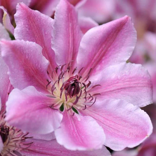Clematis Nelly Moser