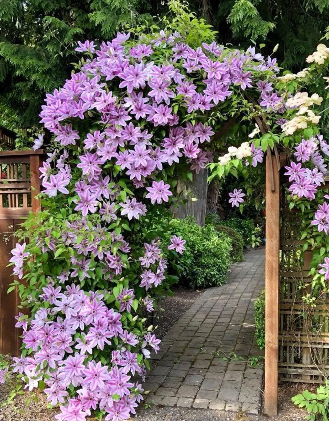 Clematis Nelly Moser - Image 2