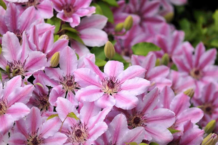 Clematis Nelly Moser - Image 3