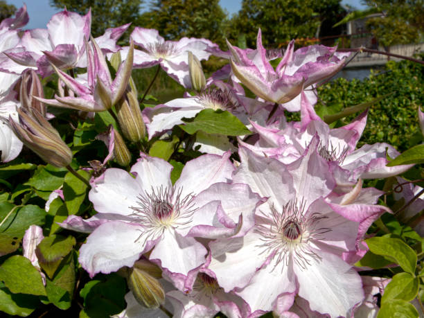 Clematis Omoshiro - Image 2