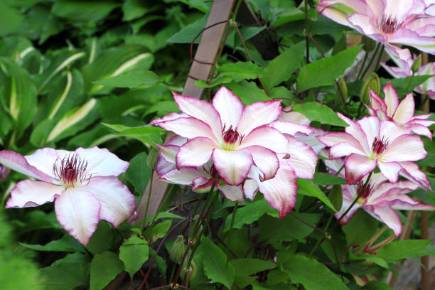Clematis Omoshiro - Image 3