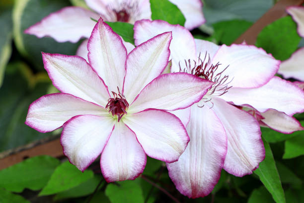 Clematis Omoshiro - Image 4