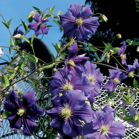 Clematis Perle D'Azur