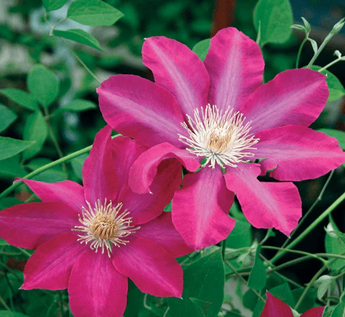 Clematis Pink Champagne - Image 2