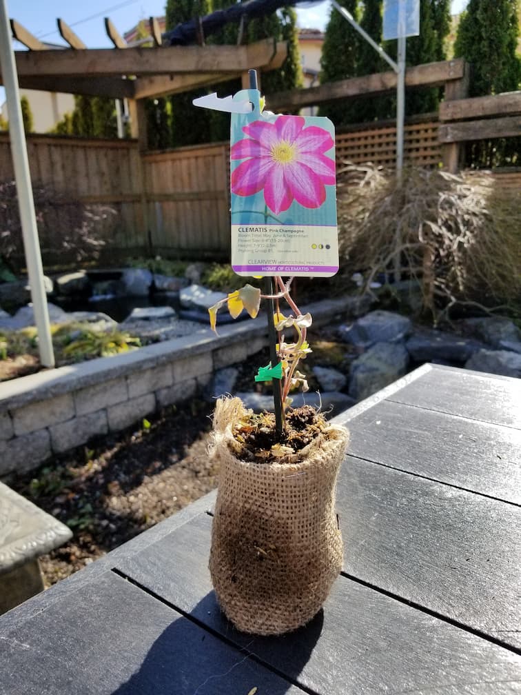 Clematis Pink Champagne - Image 3