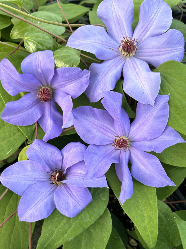 Clematis Ramona - Image 2