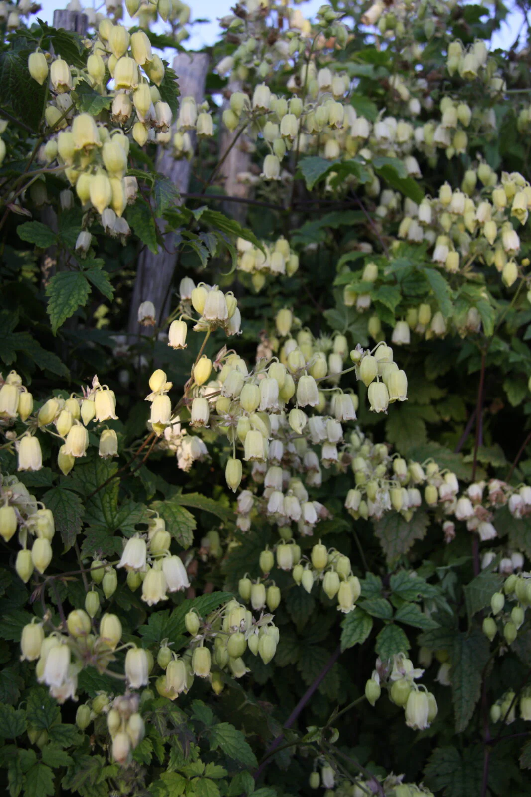 Clematis Rehderiana - Image 2