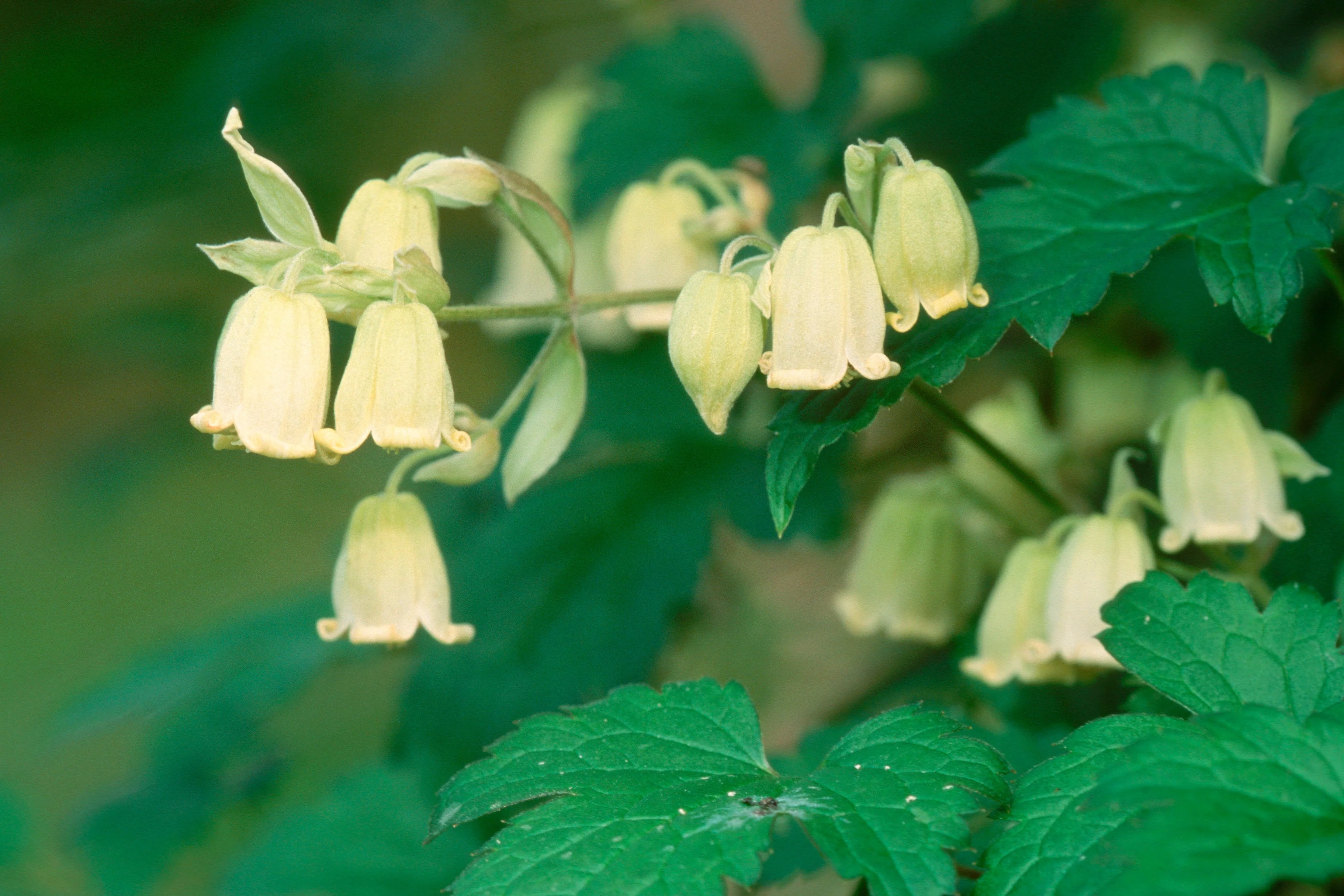 Clematis Rehderiana - Image 3