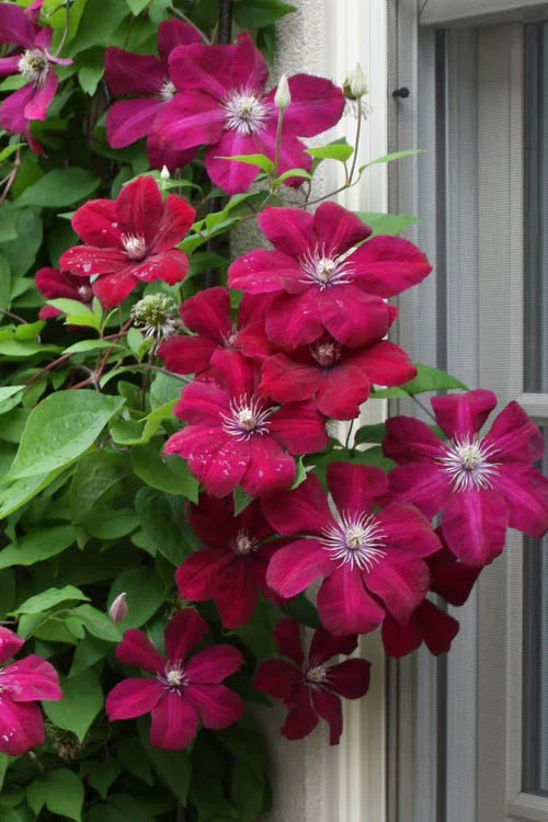 Clematis Rouge Cardinal - Image 2