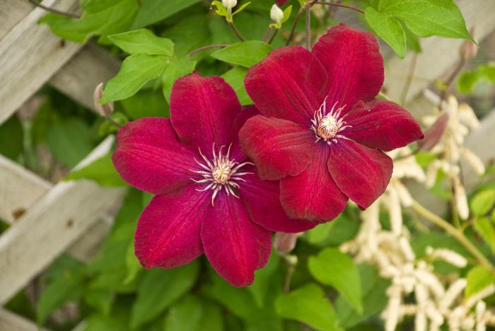Clematis Rouge Cardinal - Image 3
