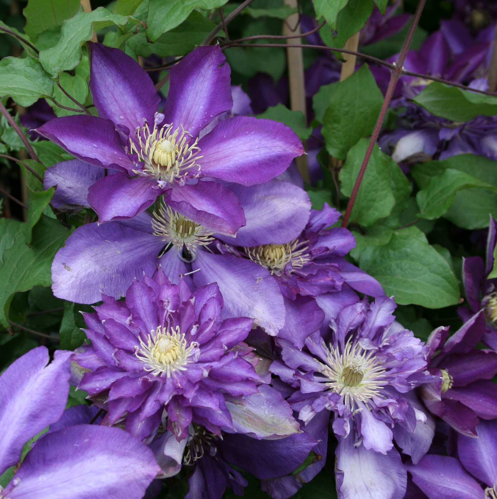 Clematis Royalty - Image 2
