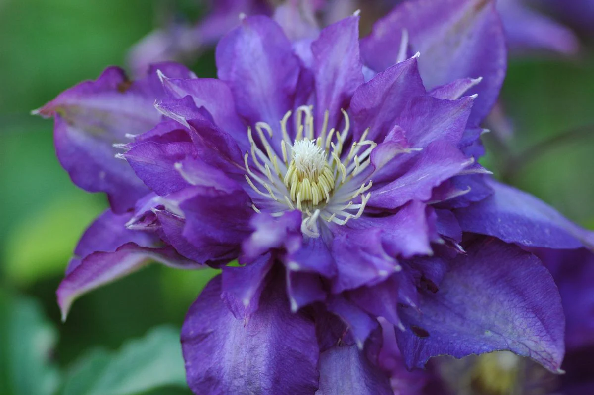 Clematis Royalty - Image 3