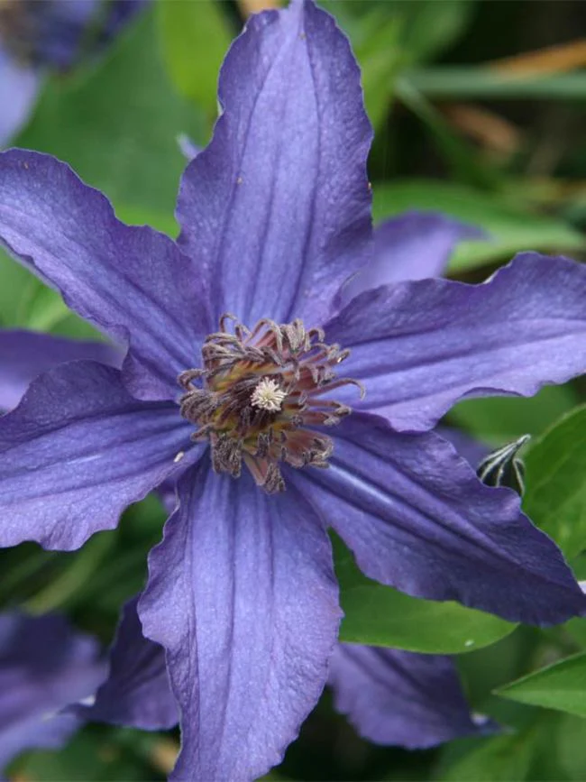 Clematis Sapphire Indigo - Image 2