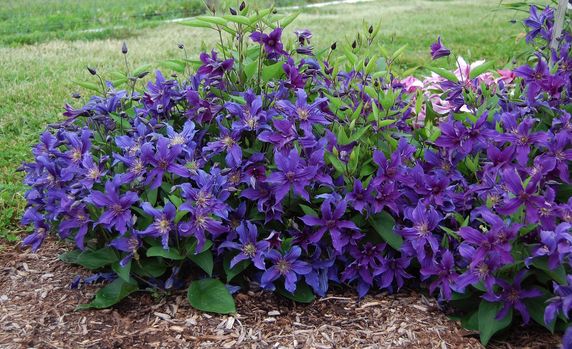 Clematis Sapphire Indigo - Image 3