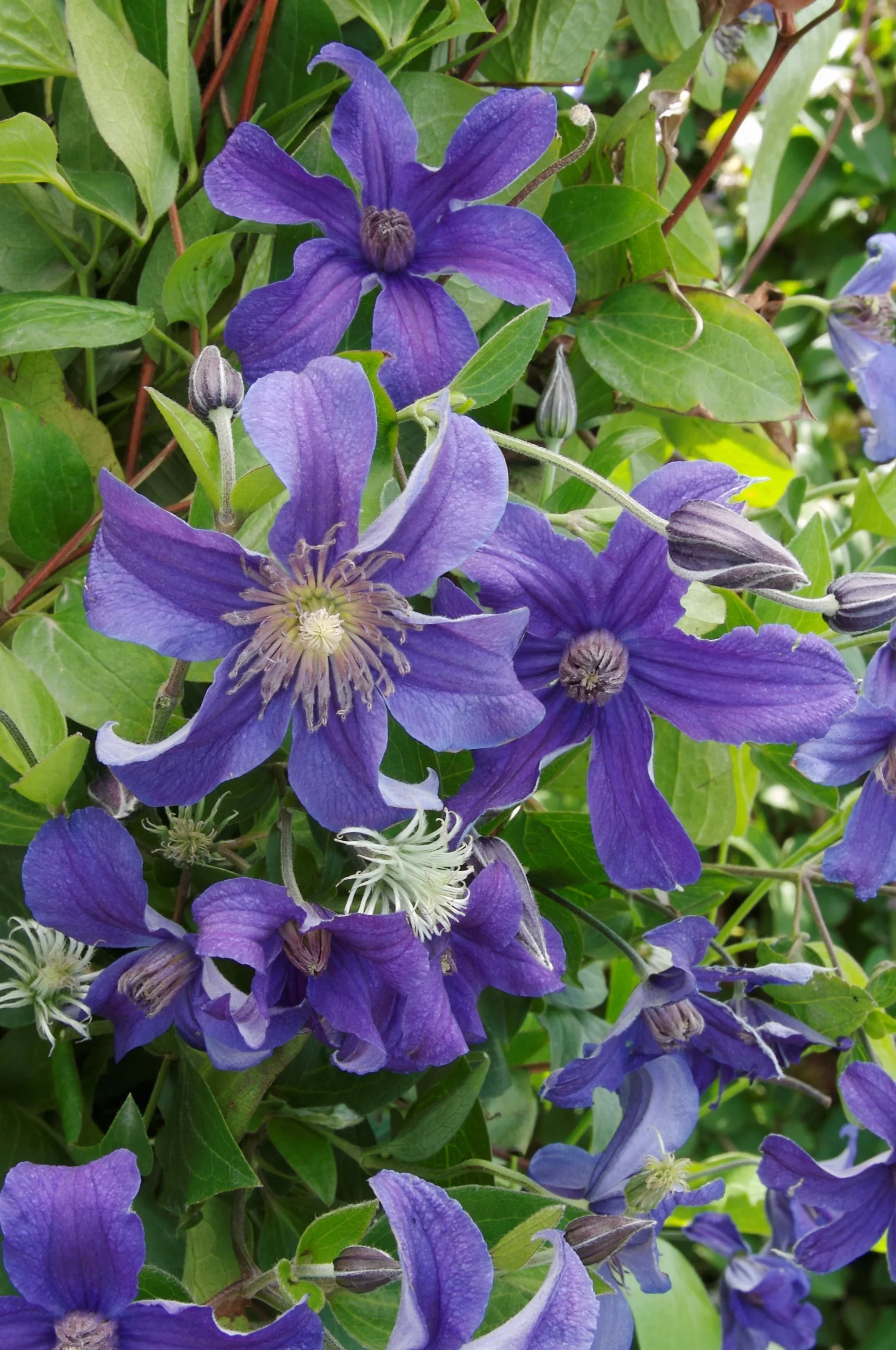 Clematis Sapphire Indigo - Image 4