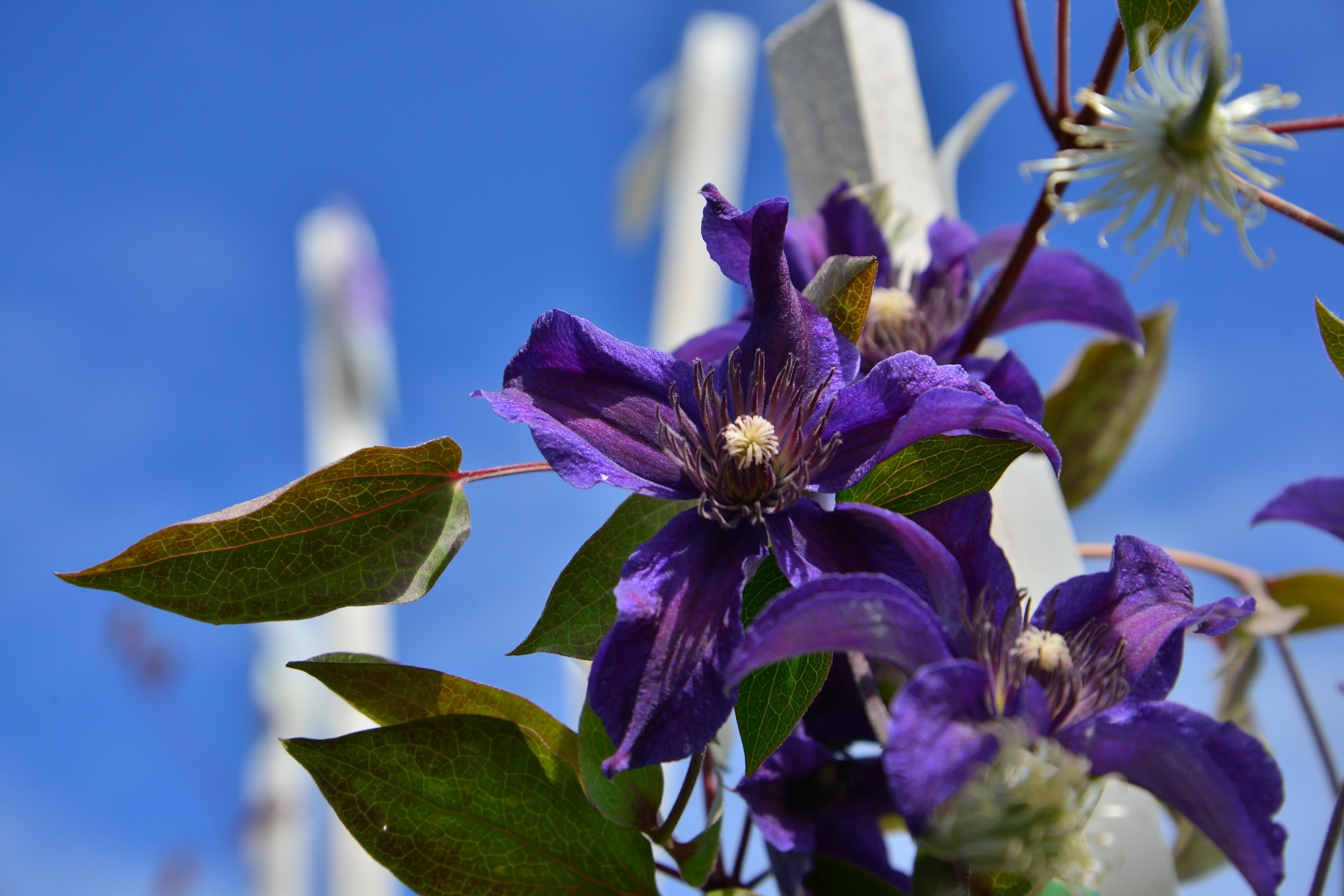 Clematis Sapphire Indigo - Image 6