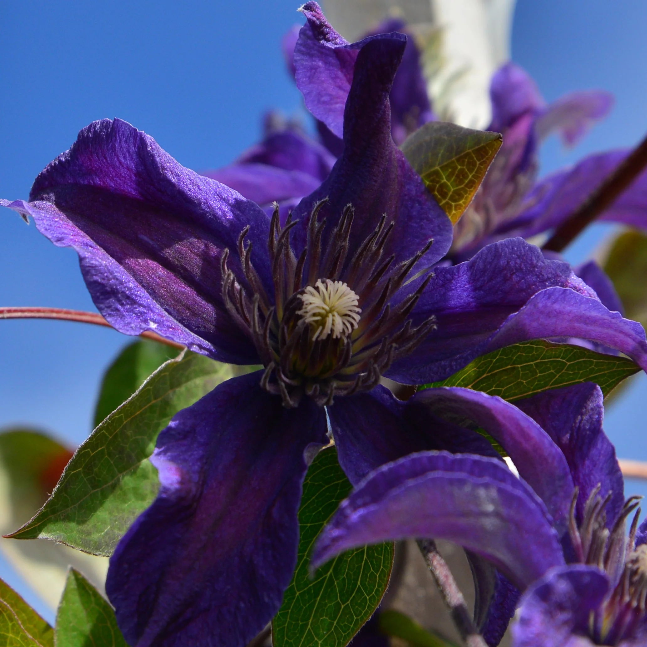Clematis Sapphire Indigo - Image 7