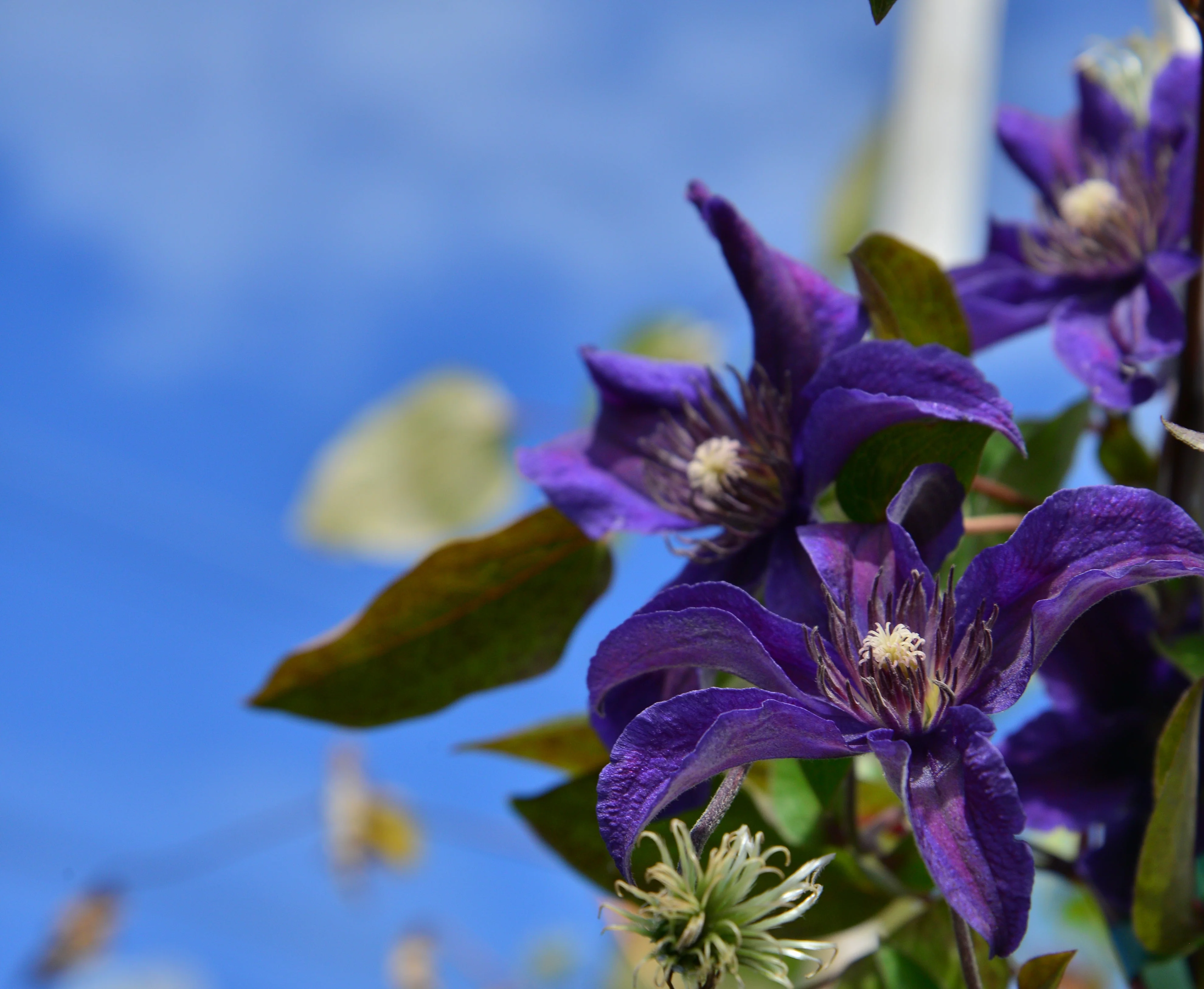 Clematis Sapphire Indigo - Image 8