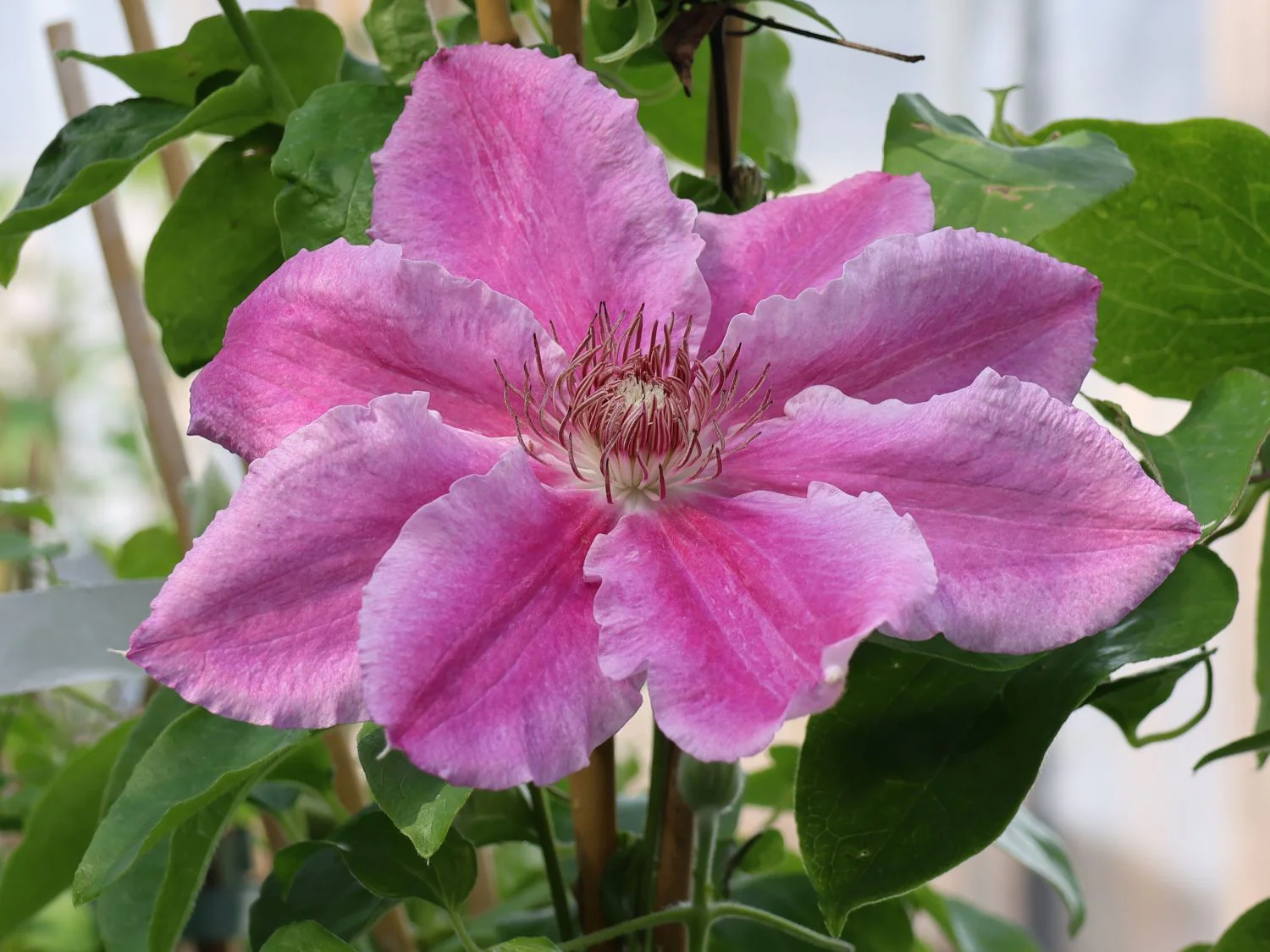 Clematis Scartho Gem - Image 2