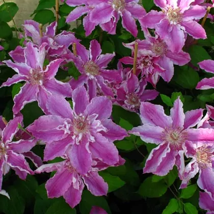 Clematis Scartho Gem - Image 3