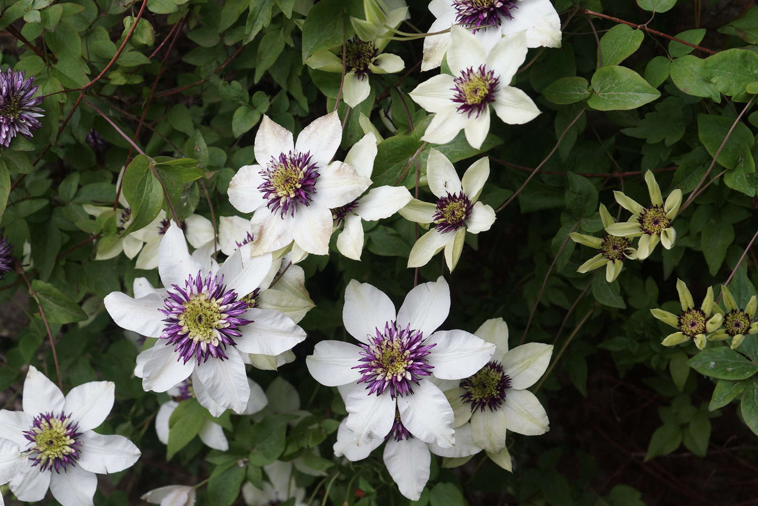 Clematis Florida Sieboldii - Image 2