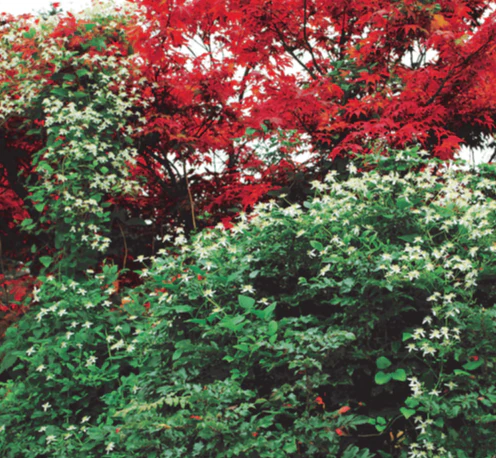 Clematis Paniculata (Terniflora) - Sweet Autumn - Image 2