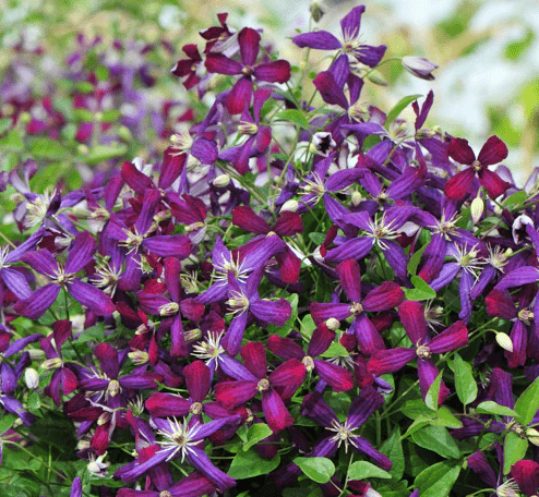 Clematis Sweet Summer Love - Image 2