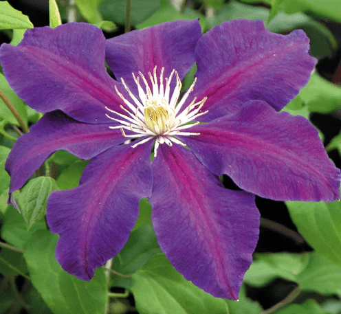 Clematis The Vagabond - Image 2