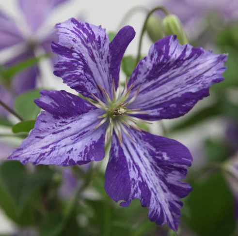 Clematis Tie Dye
