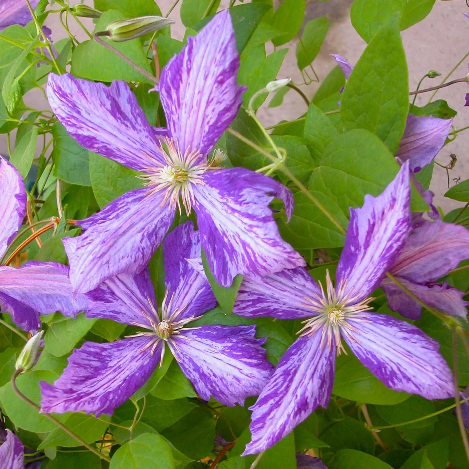 Clematis Tie Dye - Image 2
