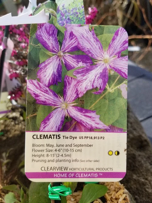 Clematis Tie Dye - Image 4