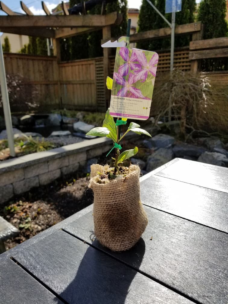 Clematis Tie Dye - Image 5